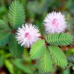 Mimoza - 34 nasion