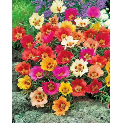 Portulaka - 4500 nasion