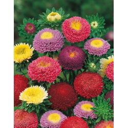 Aster chiński pomponowy - 500 nasion