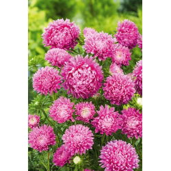 Aster chiński karłowy Milady Rose - 500 nasion