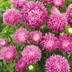 Aster chiński karłowy Milady Rose - 500 nasion