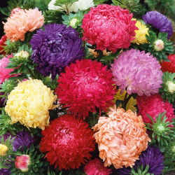 Aster chiński peoniowy - 450 nasion