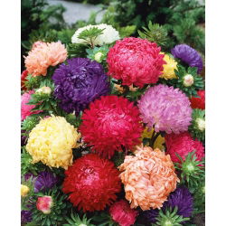Aster chiński peoniowy - 450 nasion