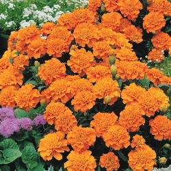 Aksamitka rozpierzchła Petite Orange - 350 nasion