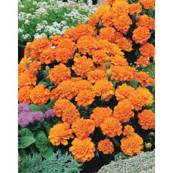 Aksamitka rozpierzchła Petite Orange - 350 nasion