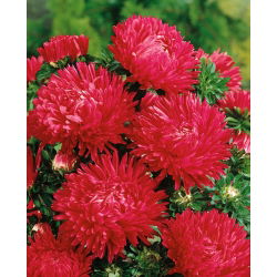 Aster chiński peoniowy czerwony - 500 nasion