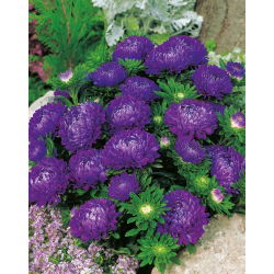 Aster chiński Milady Deep Blue - 500 nasion