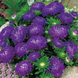 Aster chiński Milady Deep Blue - 500 nasion