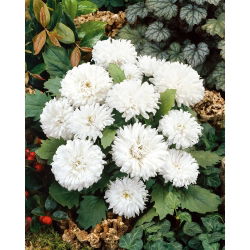 Aster chiński Milady White - 500 nasion