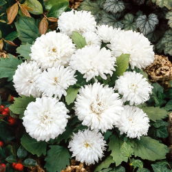 Aster chiński Milady White - 500 nasion