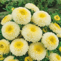 Aster chiński pomponowy żółty - 500 nasion