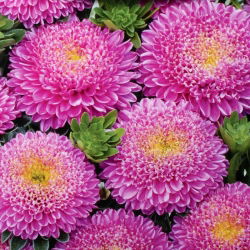 Aster chiński pomponowy różowy - 500 nasion