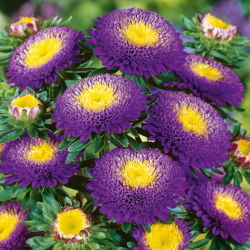 Aster chiński pomponowy ciemnoniebieski - 500 nasion