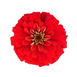 Cynia wytworna Liliput Scarlet Gem szkarłatna