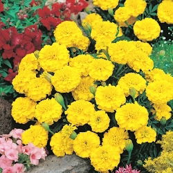 Aksamitka rozpierzchła Petite Yellow