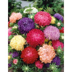 Aster Duchesse - mieszanka