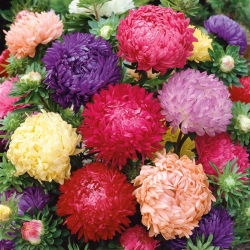 Aster Duchesse - mieszanka