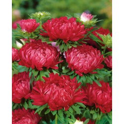 Aster Duchesse czerwony