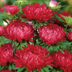 Aster Duchesse czerwony