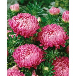 Aster Duchesse różowy