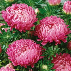 Aster Duchesse różowy