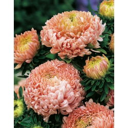 Aster Duchesse łososiowy