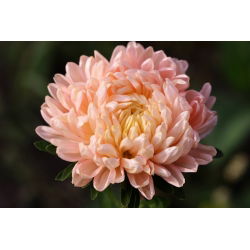 Aster Duchesse łososiowy