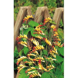 Mina - Mina lobata - 6 nasion