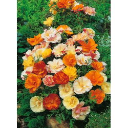 Pozłotka, eszolcja pełna Ballerina - mieszanka - 650 nasion