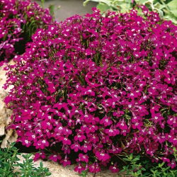 Lobelia przylądkowa karminowo-czerwona - Stroiczka - 3200 nasion