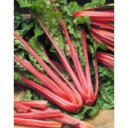 Burak liściowy Rhubarb Chard - czerwony - 225 nasion