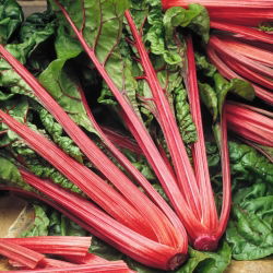 Burak liściowy Rhubarb Chard - czerwony - 225 nasion
