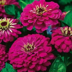 Cynia wytworna daliowa Violet Queen - 120 nasion