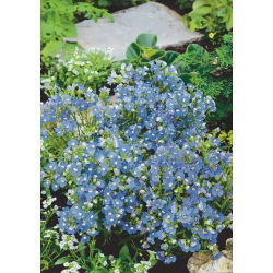 Nemezja powabna - Blue Gem - 1000 nasion