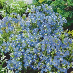 Nemezja powabna - Blue Gem - 1000 nasion