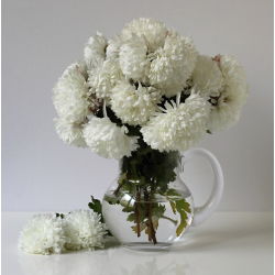 Aster chiński Milady White - 500 nasion