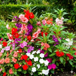 Niecierpek - zestaw 3 odmian nasion kwiatów