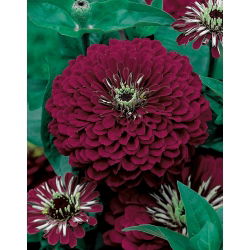 Cynia wytworna daliowa Violet Queen - 120 nasion