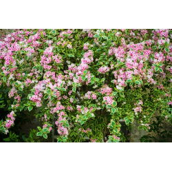 Krzewuszka cudowna Nana Variegata - sadzonka w pojemniku P9