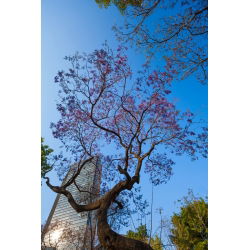 Paulownia omszona - sadzonka w pojemniku P9