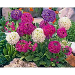 Pierwiosnek ząbkowany - 600 nasion