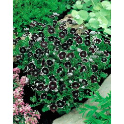 Porcelanka Penny Black - 260 nasion