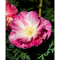 Pozłotka, eszolcja pełna Ballerina - mieszanka - 650 nasion