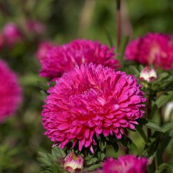 Aster chiński karłowy Milady Rose - 500 nasion