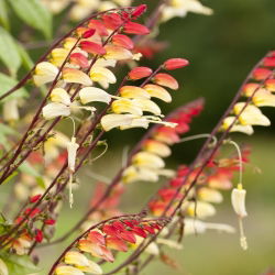 Mina - Mina lobata - 6 nasion