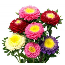 Aster chiński pomponowy - 500 nasion
