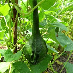 Tykwa pospolita Marenka - oryginalne owoce - 7 nasion