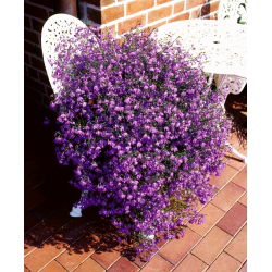 Lobelia zwisła - karminowoczerwona - 3200 nasion