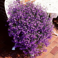 Lobelia zwisła - karminowoczerwona - 3200 nasion