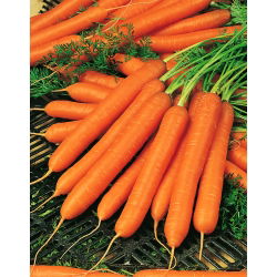 Marchew Amsterdam 3 - 100 gram - 85000 nasion